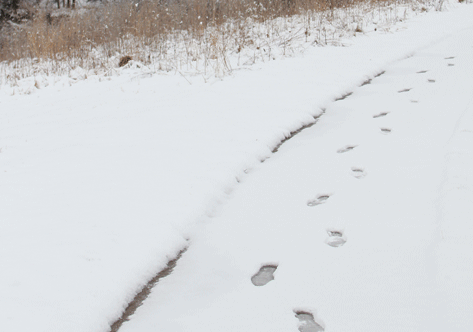 snow-tracks-for-blog