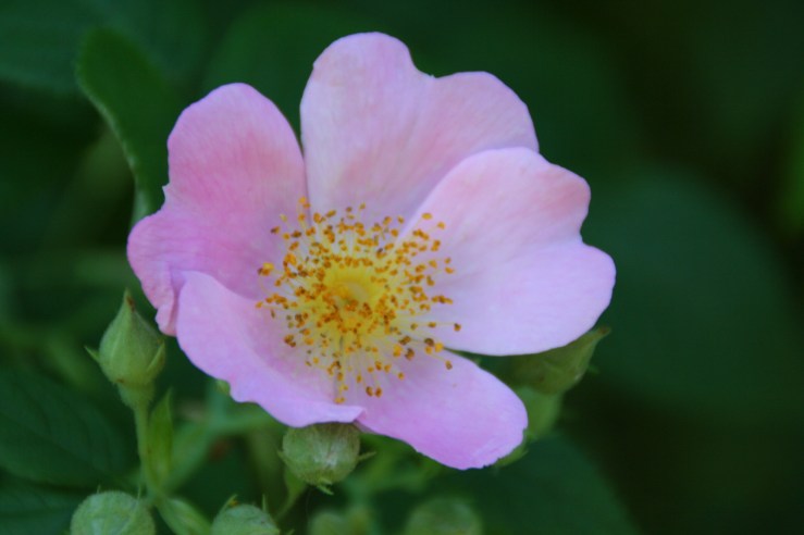 wild rose